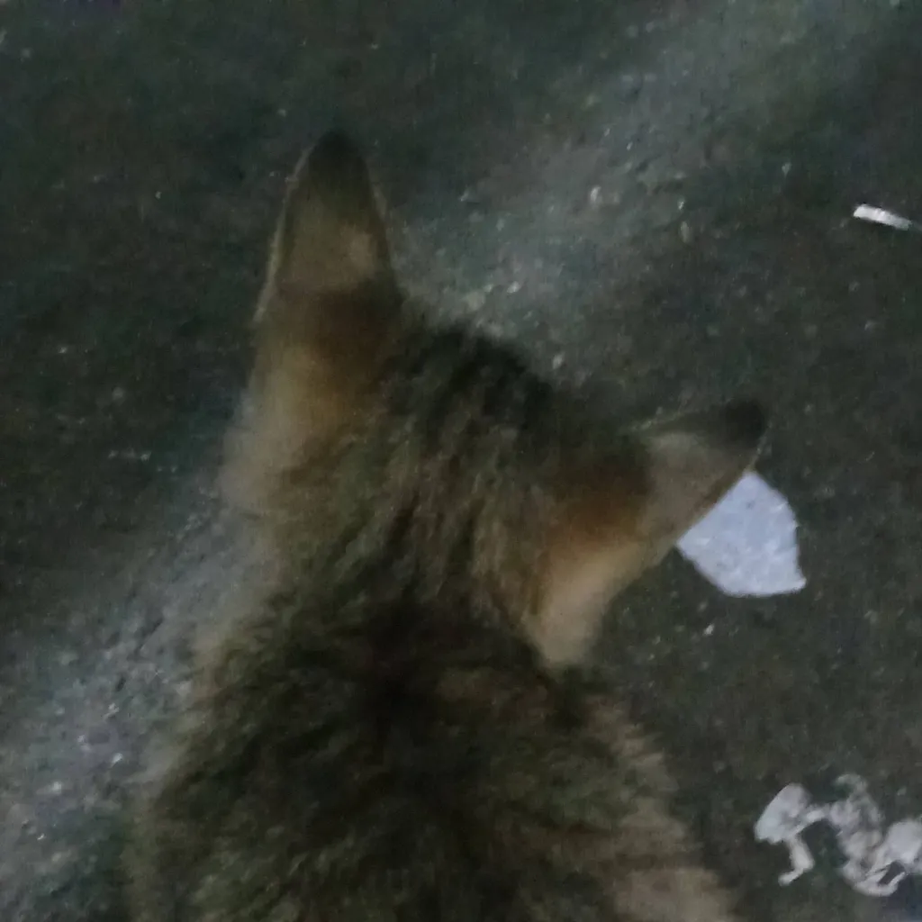 chat with ai character: cat tiger pastaway