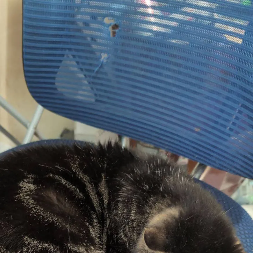 chat with ai character: Cassie