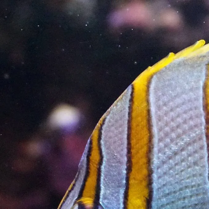 chat with ai character: fish