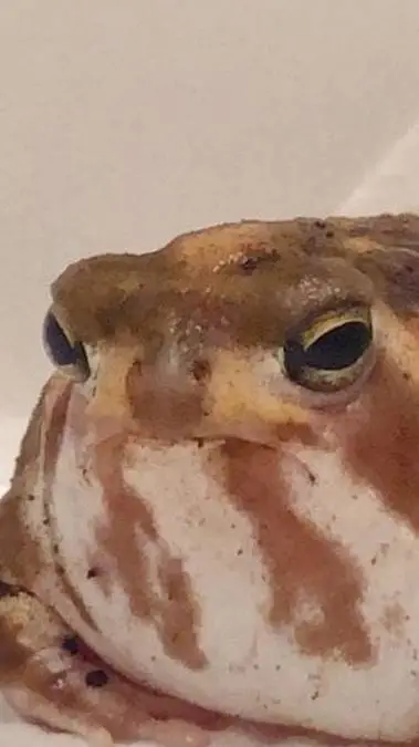 ai character: Rain Frog! background