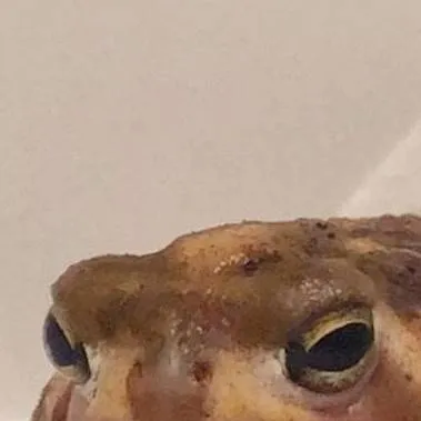 chat with ai character: Rain Frog!