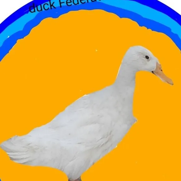 chat with ai character: duck Federation