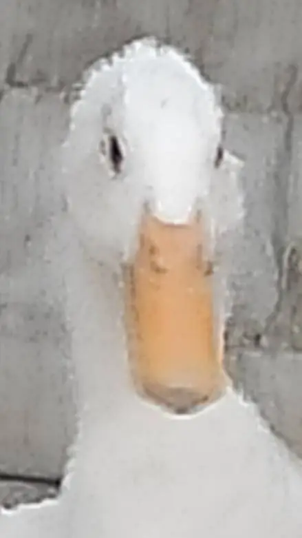 ai character: CH (countryballs) background