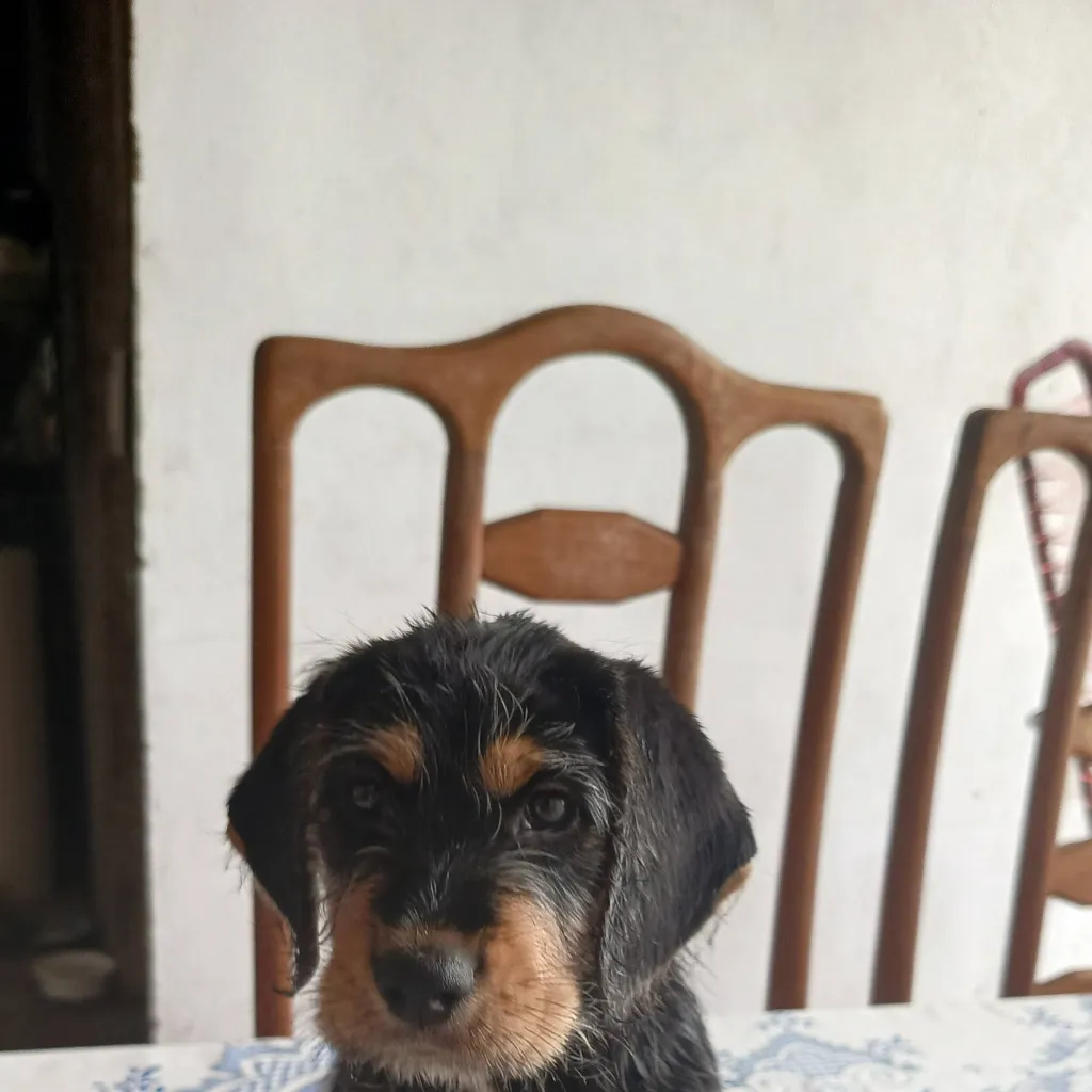 chat with ai character: dogzilla