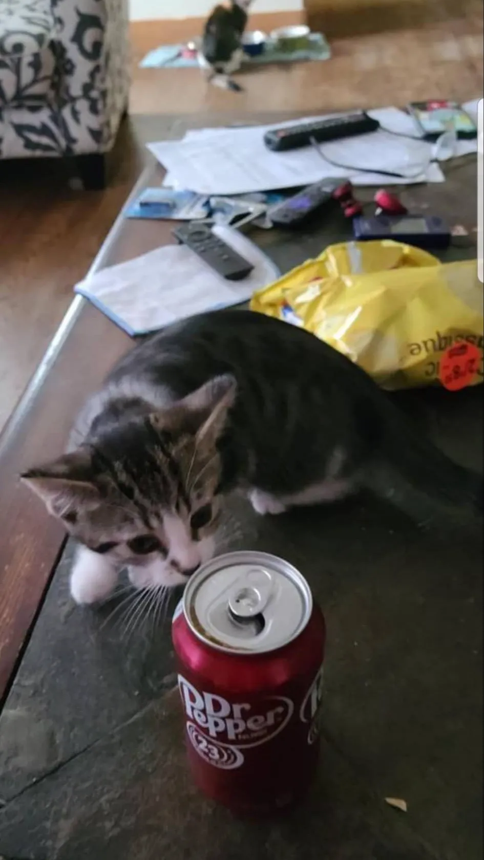 ai character: Kitty likes pop  background