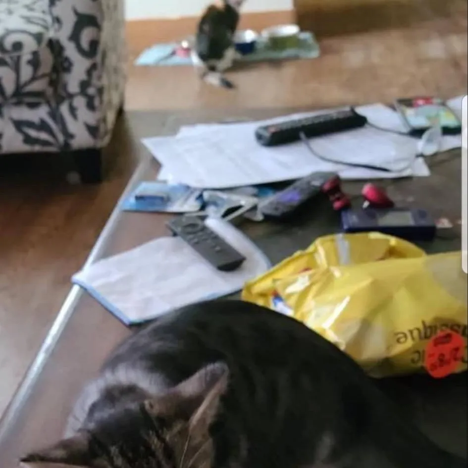 chat with ai character: Kitty likes pop 