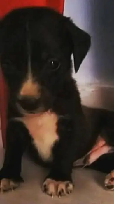 ai character: rabofino  background