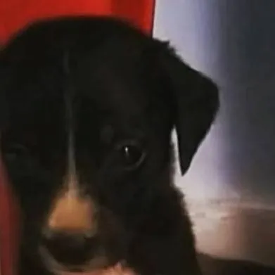 chat with ai character: rabofino 