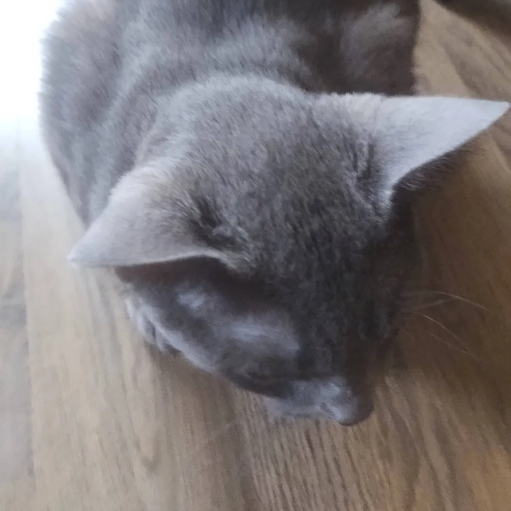 chat with ai character: Kitty