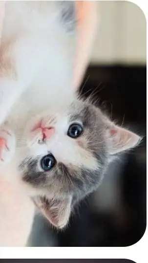 ai character: kitten lost background