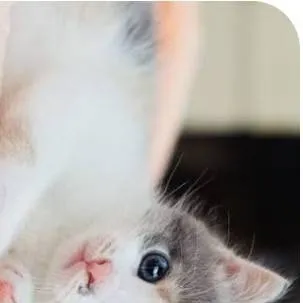 chat with ai character: kitten lost