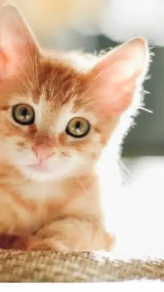 ai character: kitten  background
