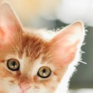 chat with ai character: kitten 