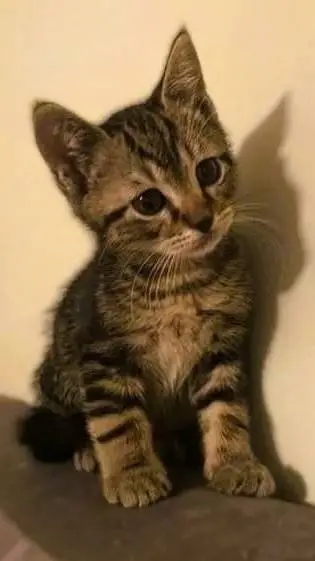 ai character: KITTEN HALF WOMEN background