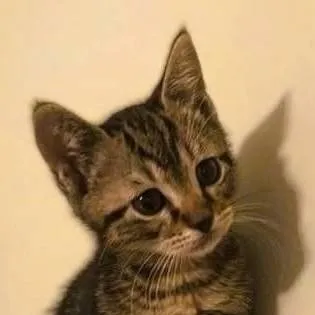 chat with ai character: KITTEN HALF WOMEN
