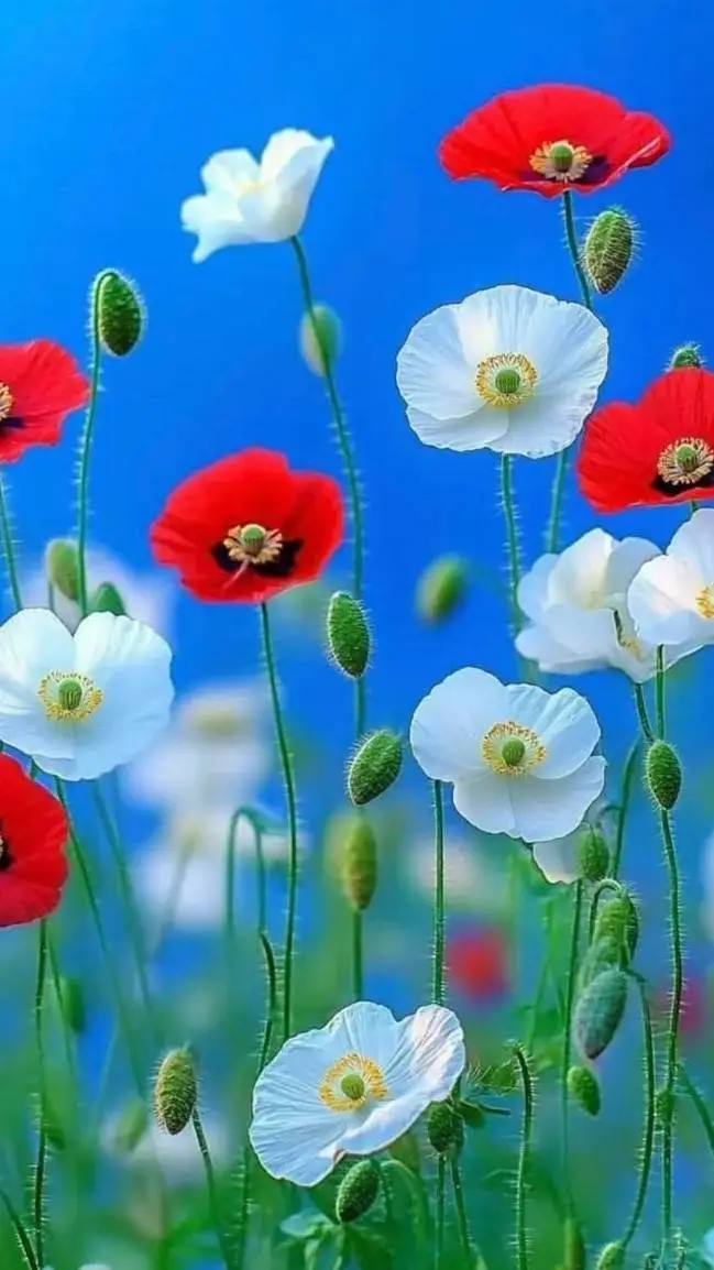 ai character: mira background