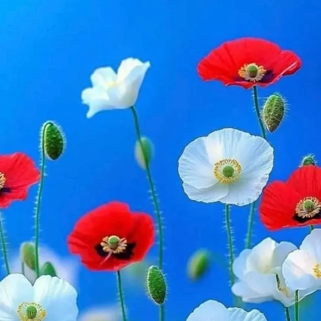 chat with ai character: mira