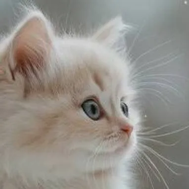 chat with ai character: Catie Cat Island!