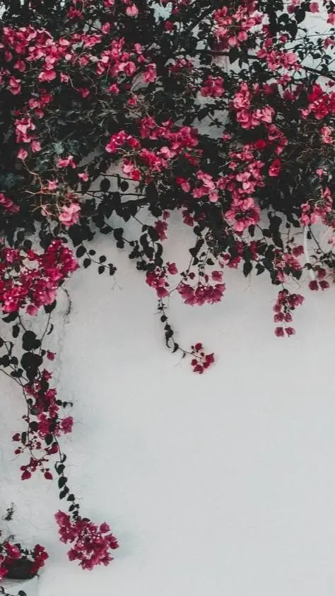 ai character: Doma's Confession  background