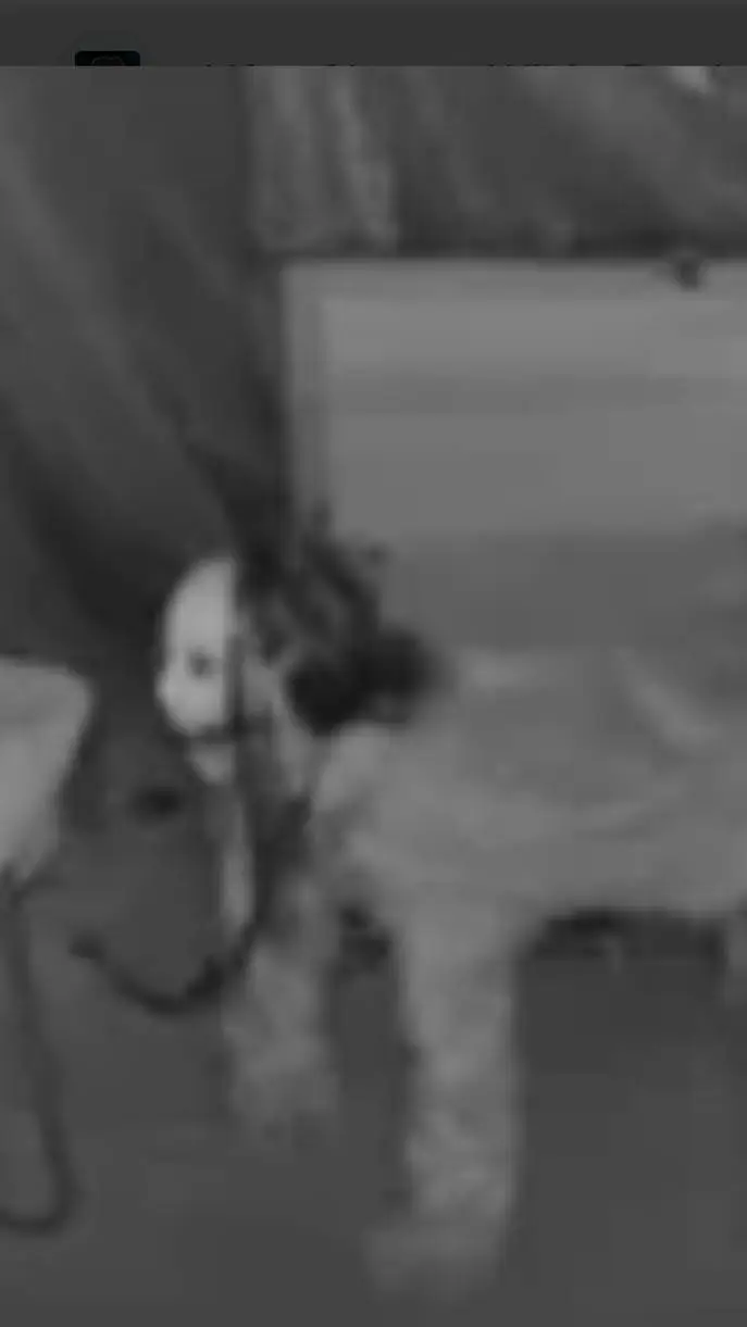 ai character: Chloe (dog form) background