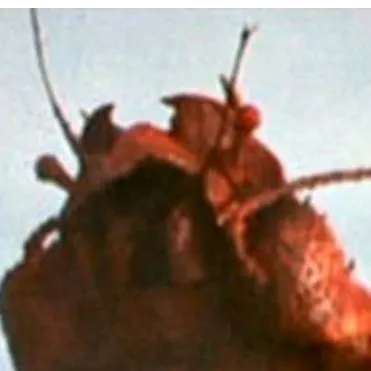 chat with ai character: ebirah 1969