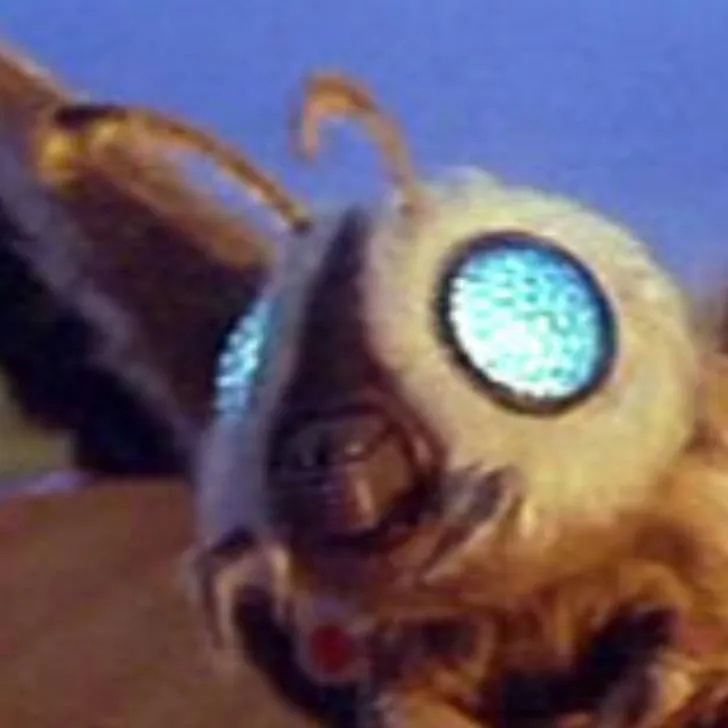 chat with ai character: Mothra 2003