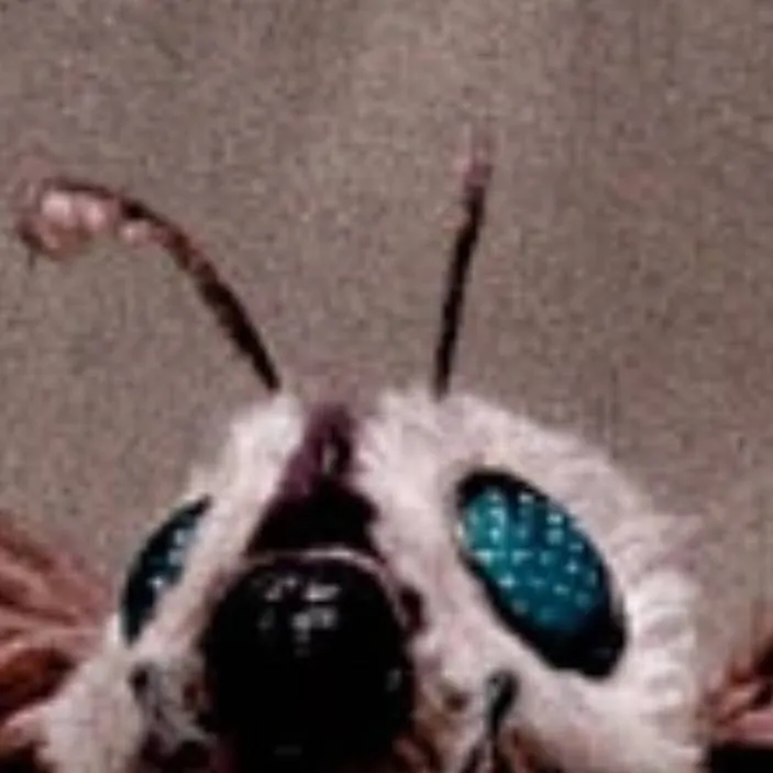 chat with ai character: Mothra 2004