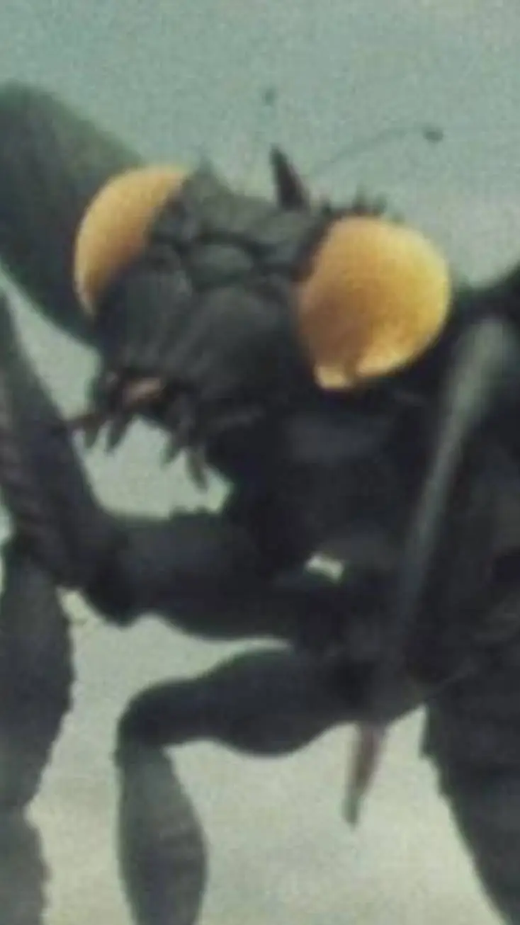 ai character: Kamacuras 2004 background