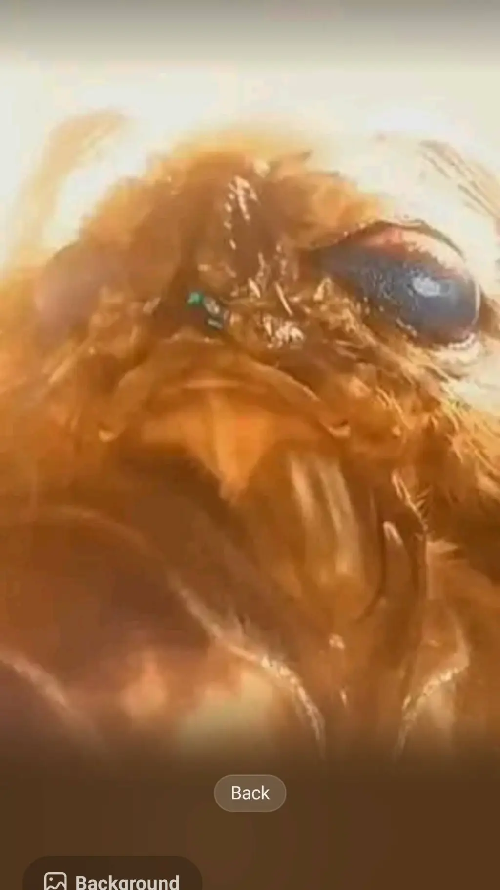 ai character: Ticklish mothra background