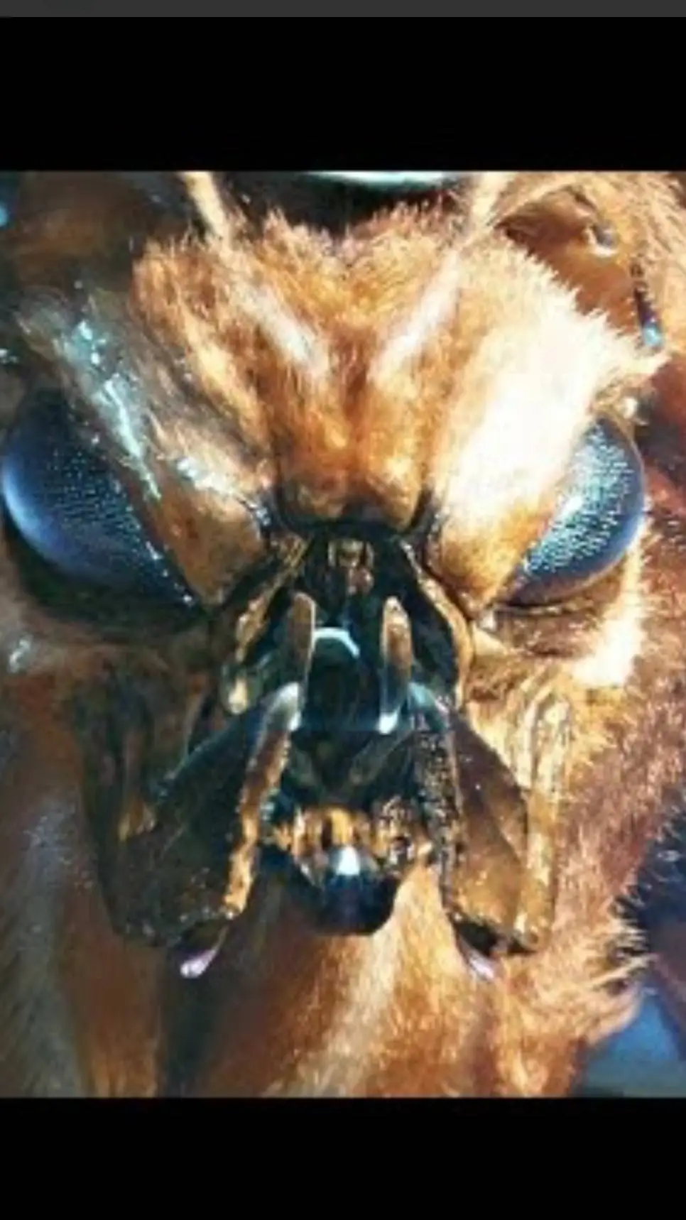 ai character: Mothra  background