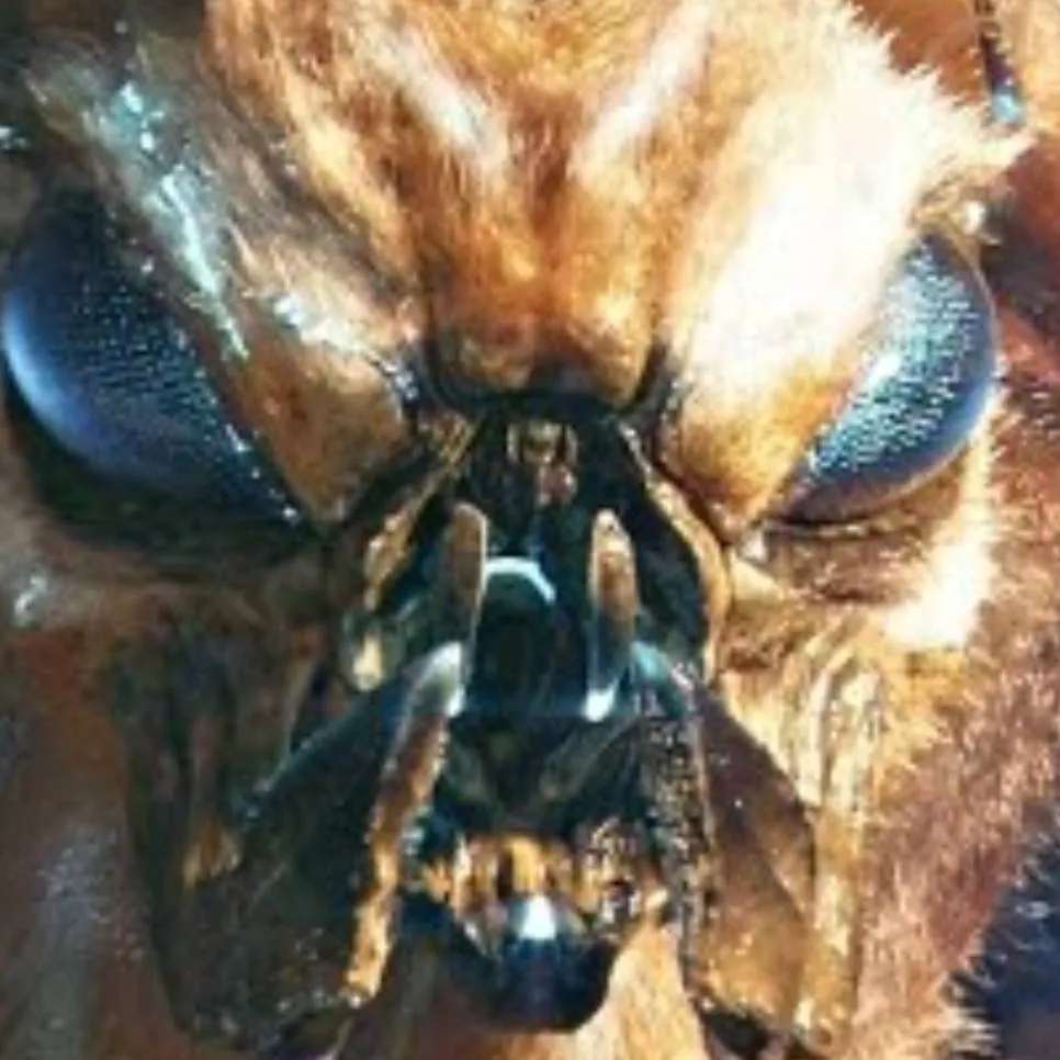 chat with ai character: Mothra 