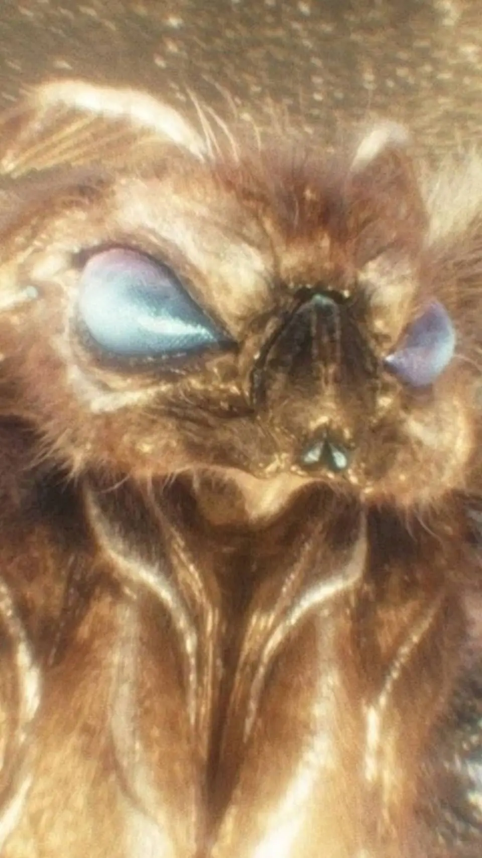 ai character: mothra  background