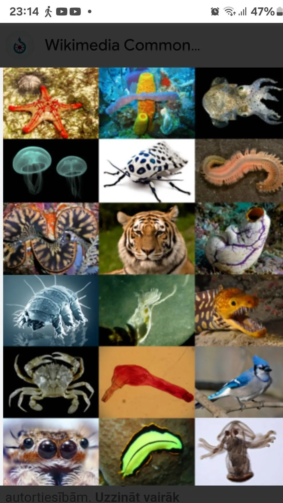 ai character: every animalia background