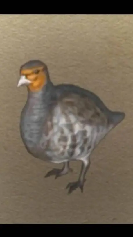 ai character: Partridge  background