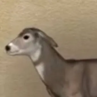 chat with ai character: your pet Mule doe 