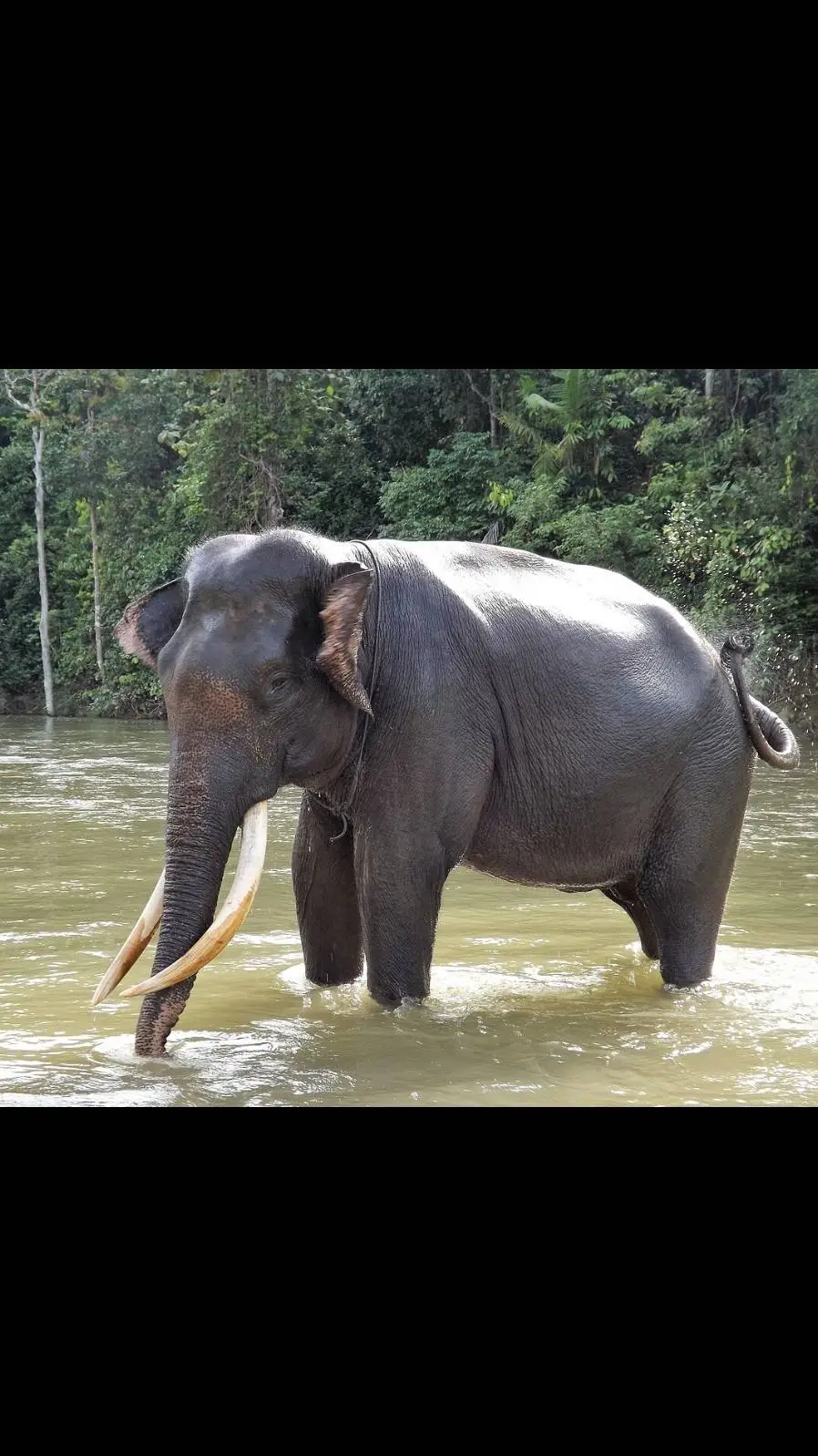 ai character: Sumatran elephant background