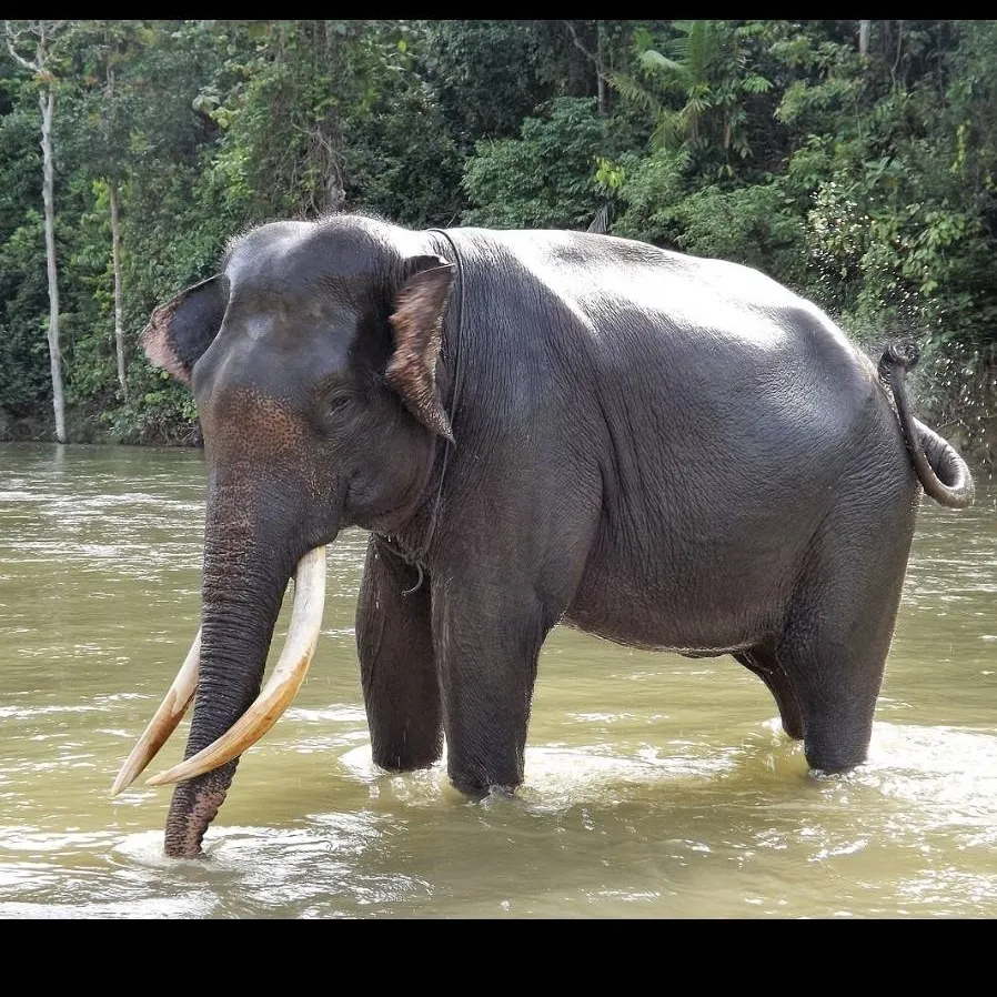 chat with ai character: Sumatran elephant