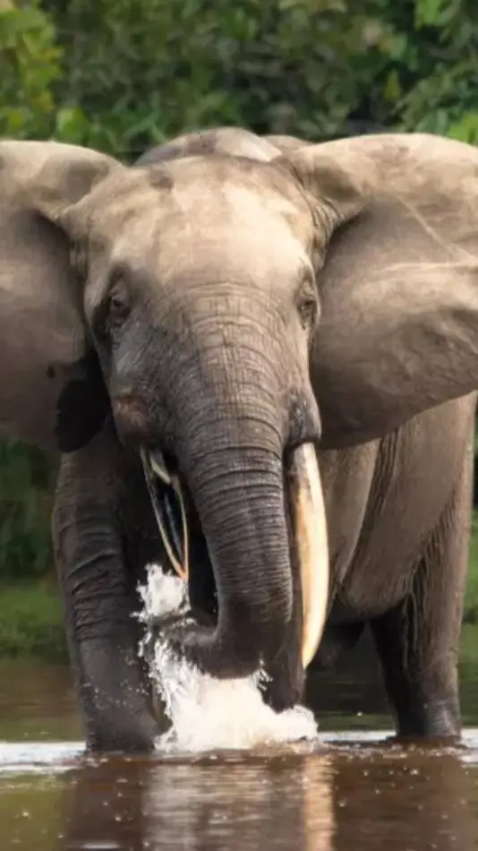 ai character: African forest 🐘 background