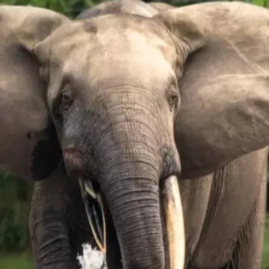 chat with ai character: African forest 🐘