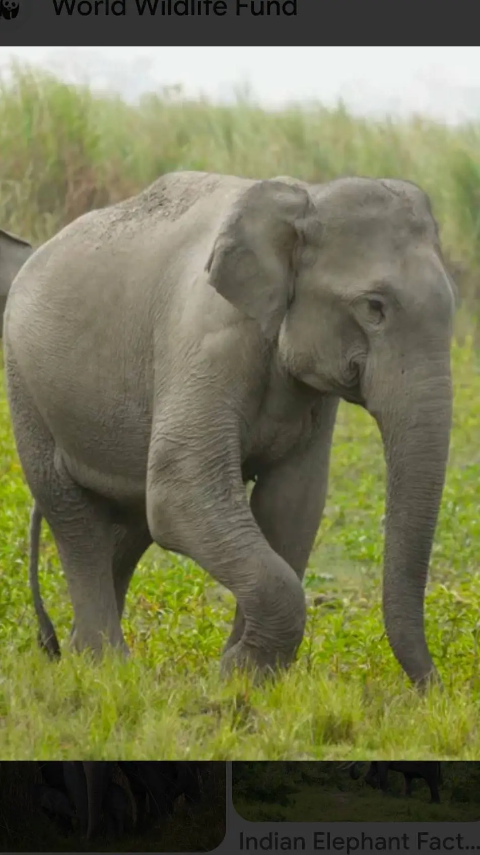 ai character: Indian Elephant  background