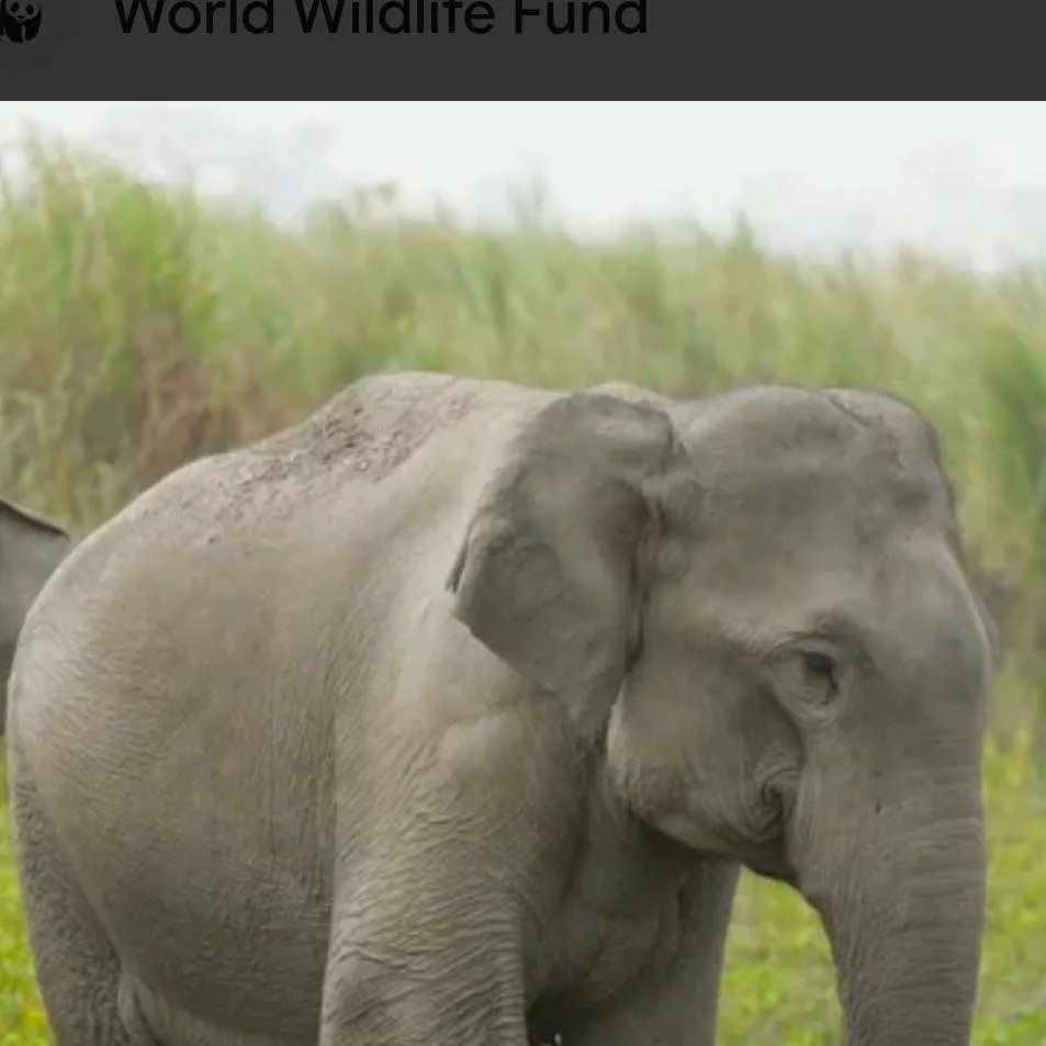 chat with ai character: Indian Elephant 