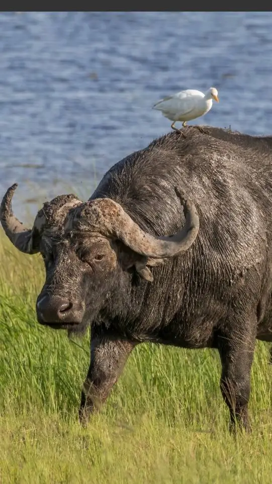 ai character: African buffalo  background