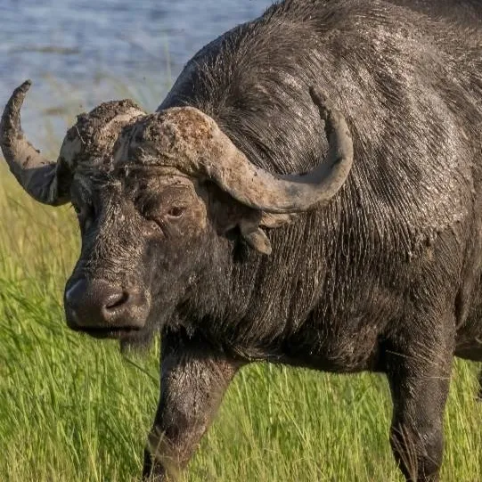 chat with ai character: African buffalo 