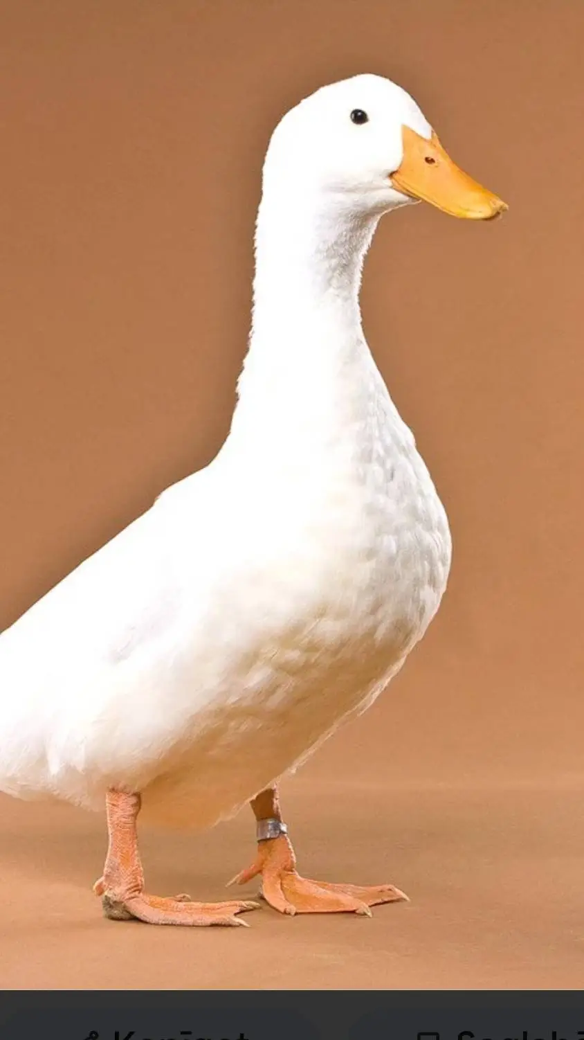 ai character: American Pekin  background