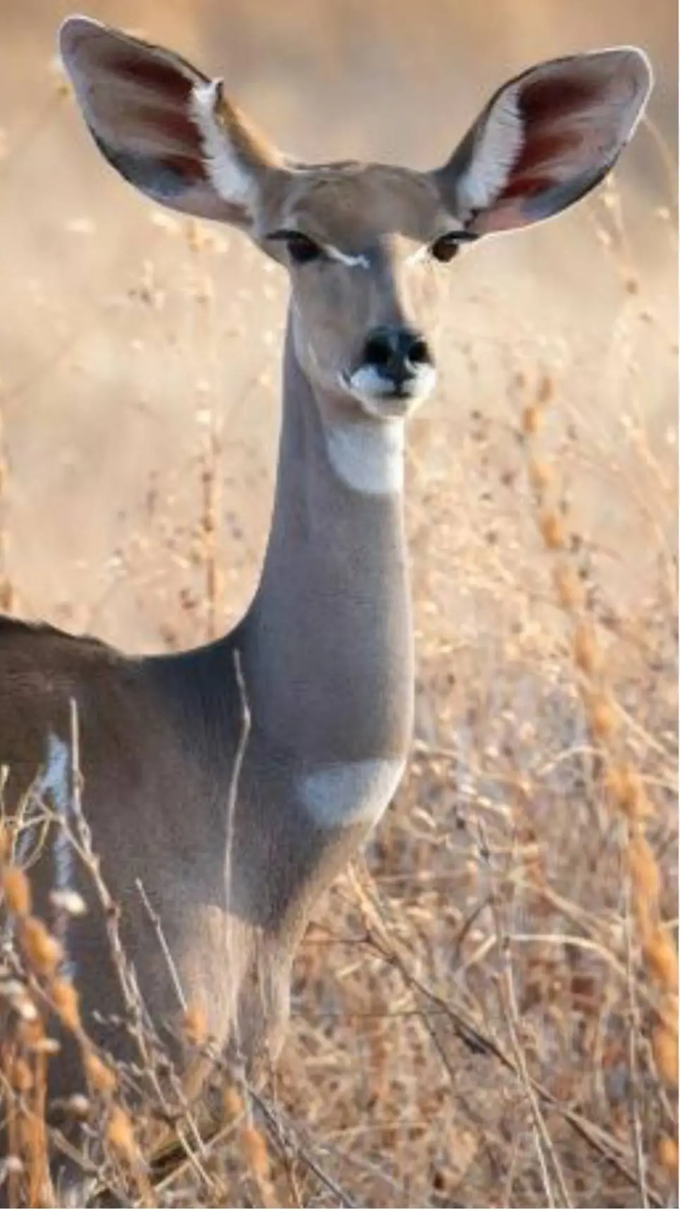 ai character: Female Kudu background