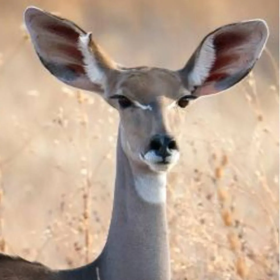 chat with ai character: Female Kudu