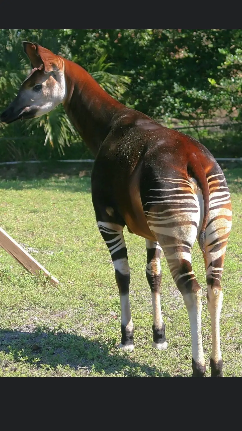 ai character: Okapi background