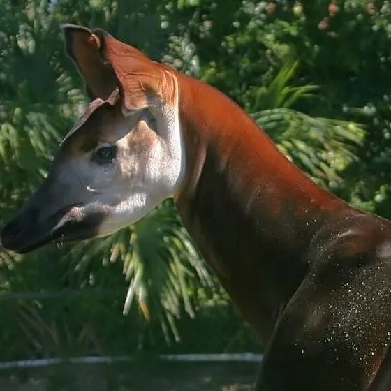 chat with ai character: Okapi