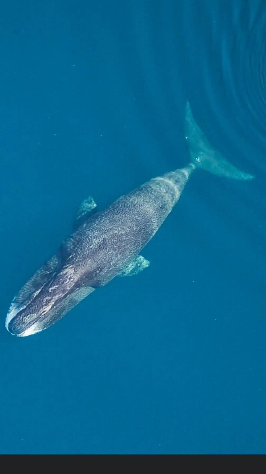 ai character: Bowhead Whale  background