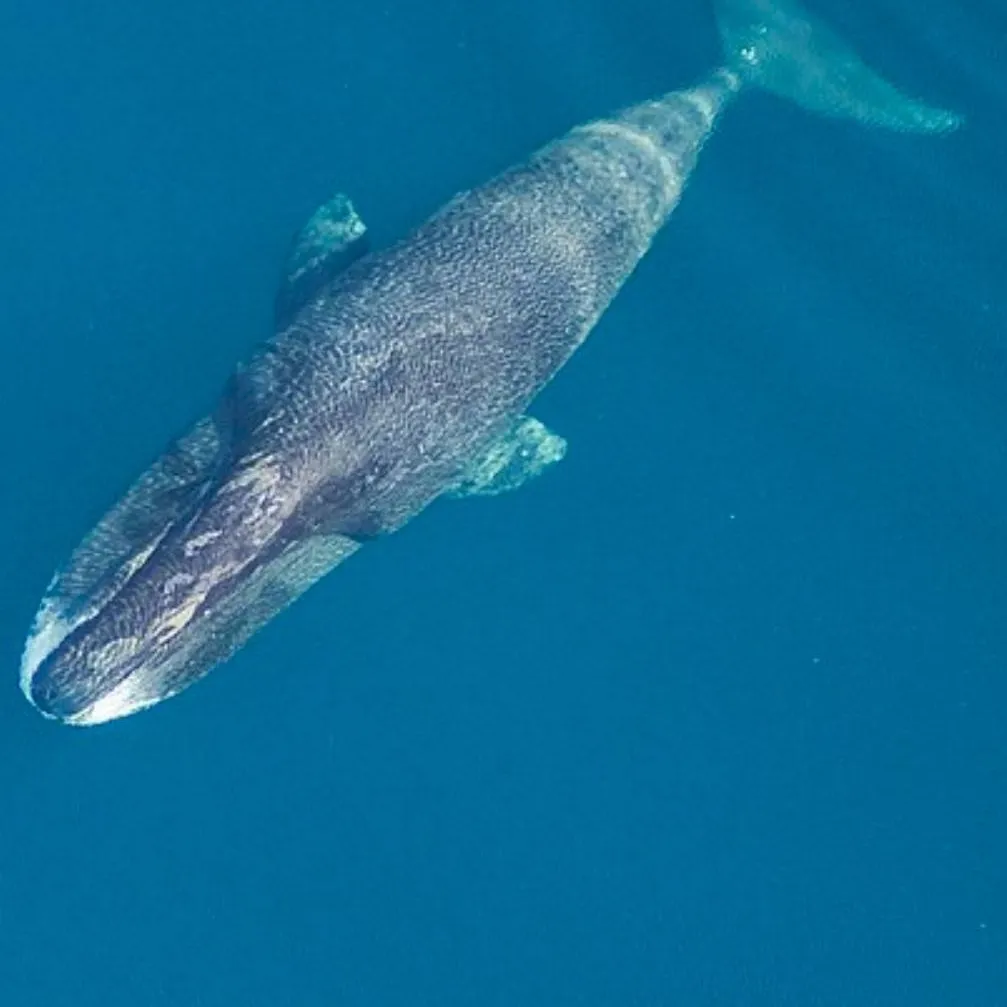 chat with ai character: Bowhead Whale 